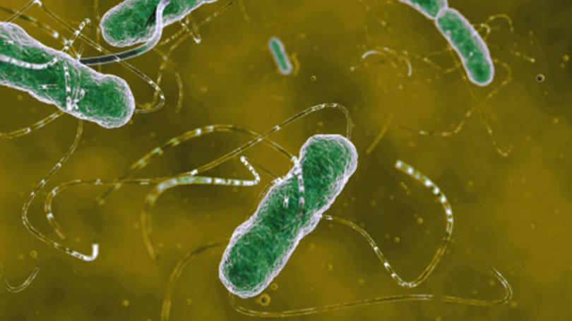 Estados Unidos

Um segundo paciente foi infectado nos Estados Unidos com uma superbactéria que é altamente resistente aos antibióticos usados como último recurso, disseram cientistas nesta semana. 